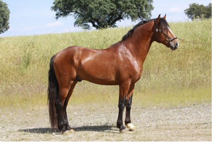 Pura Sangre Lusitano