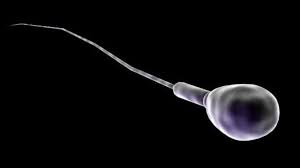 cámara de conteo en análisis de esperma